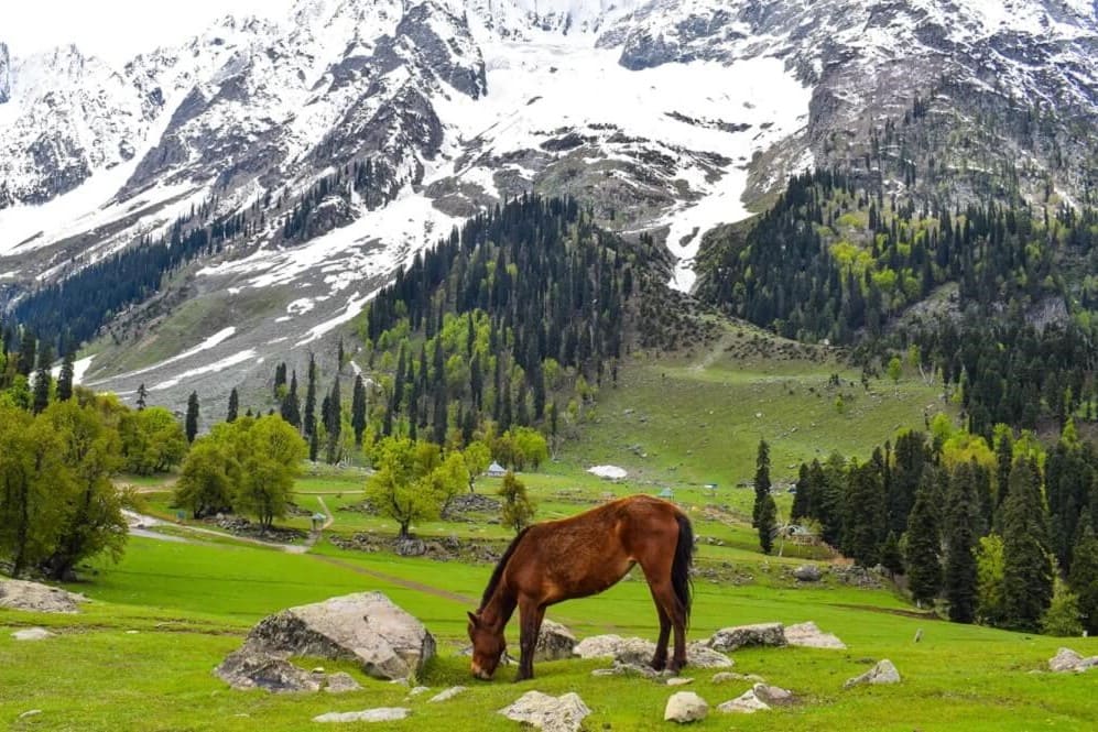 Locations 14 Jammu & Kashmir